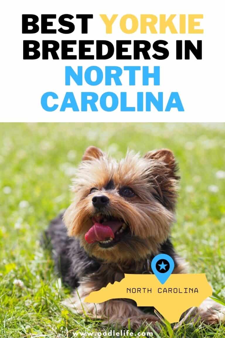 5 Best Yorkie Breeders In North Carolina [2022] Oodle Life