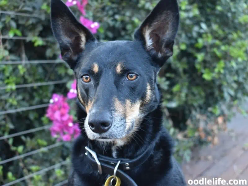 black dog with flower background