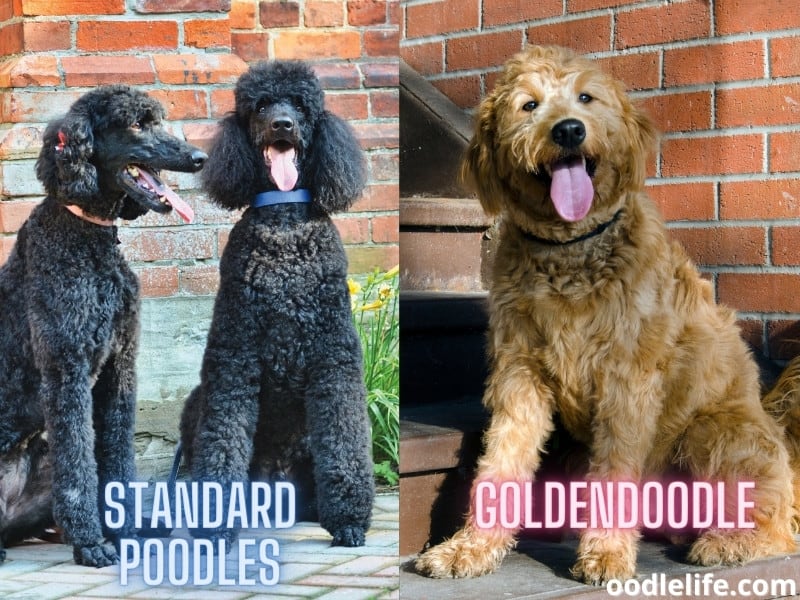 black poodles and goldendoodle