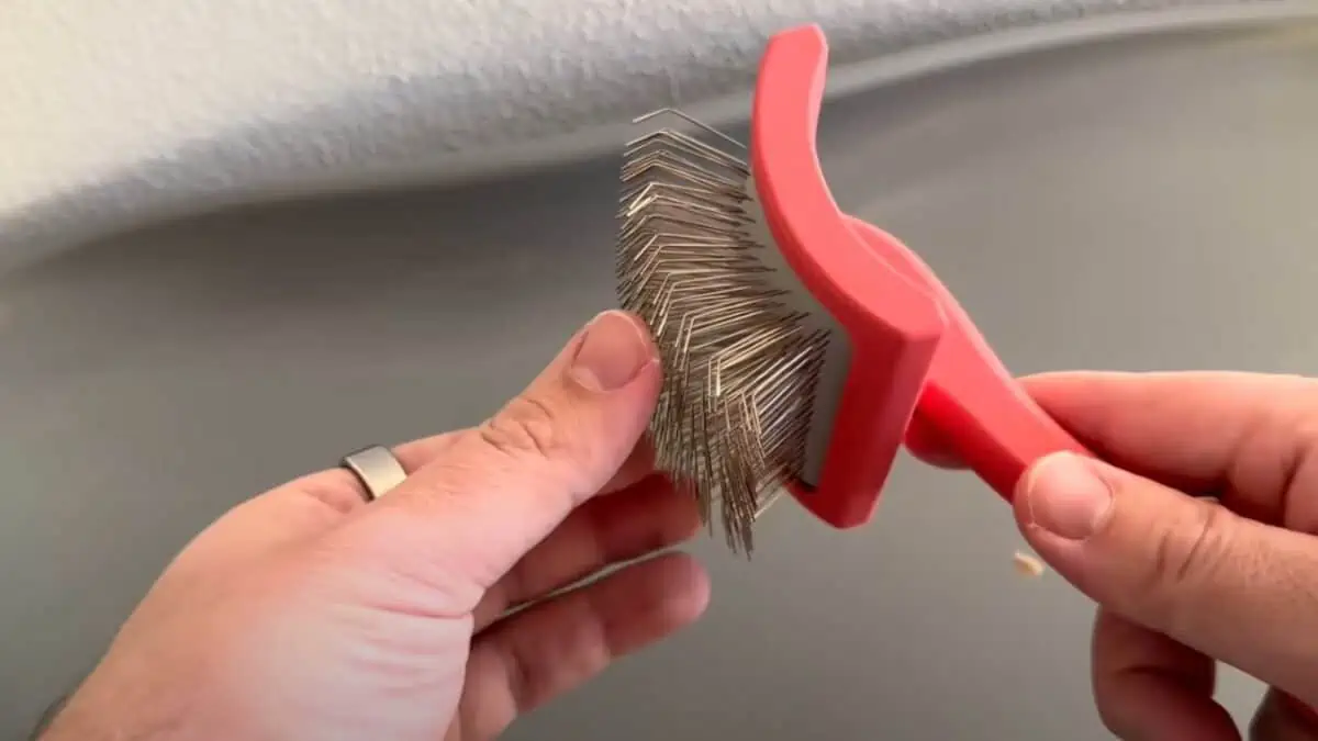 chris demonstrating the bristles of the slicker brush on his own skin