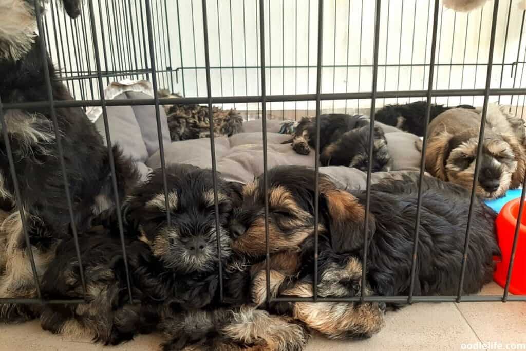 brown and black puppies asleep in crate