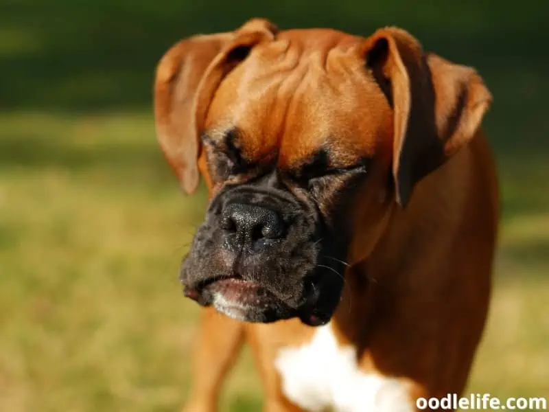 brown dog sneezing