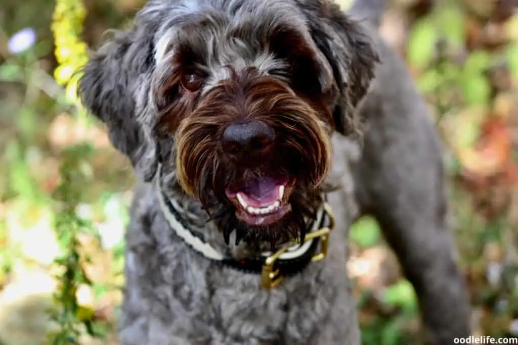 brown goldendoodle face