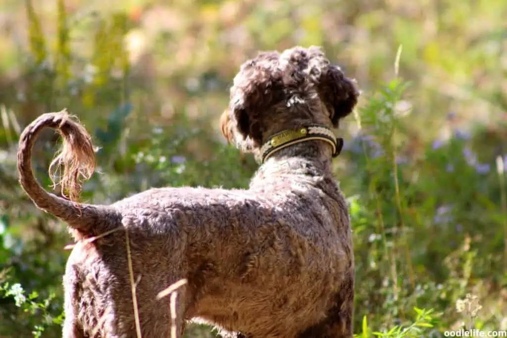 brown goldendoodle outside