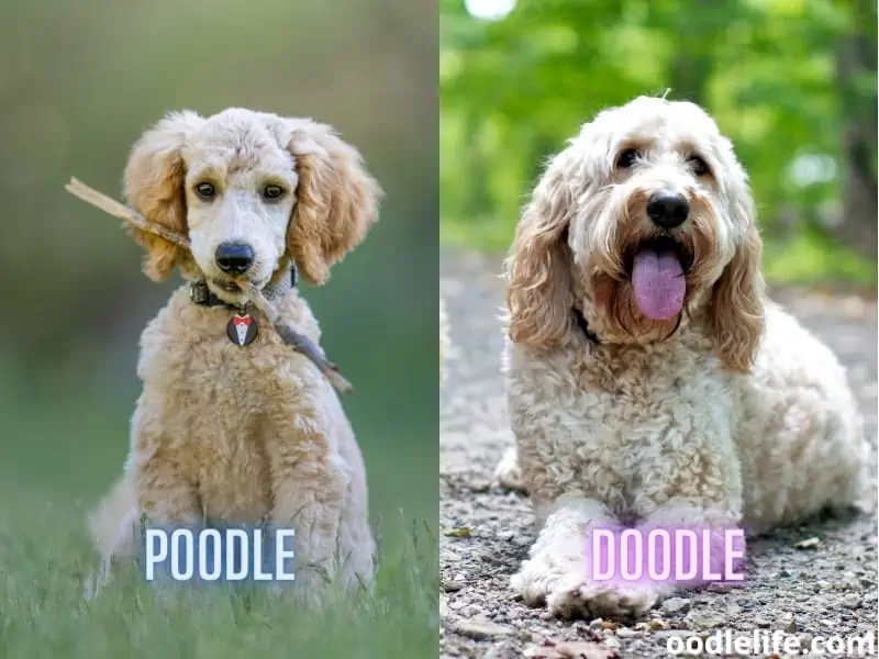 brown poodle with stick and a doodle dog sitting