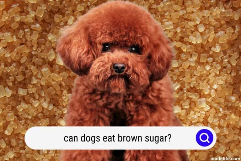 Can Dogs Eat Brown Sugar? [Is it bad?]