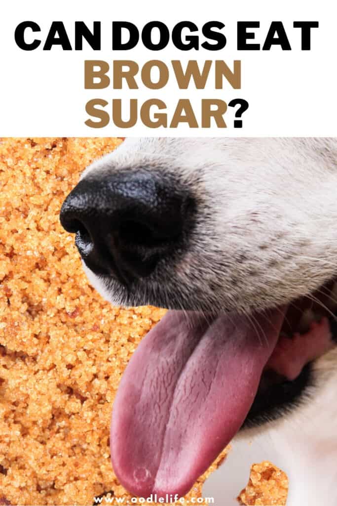 can dogs eat brown sugar