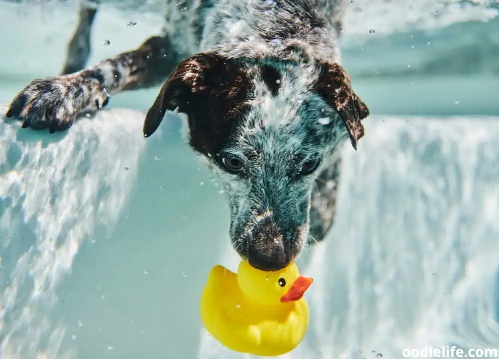 can dogs hold their breath