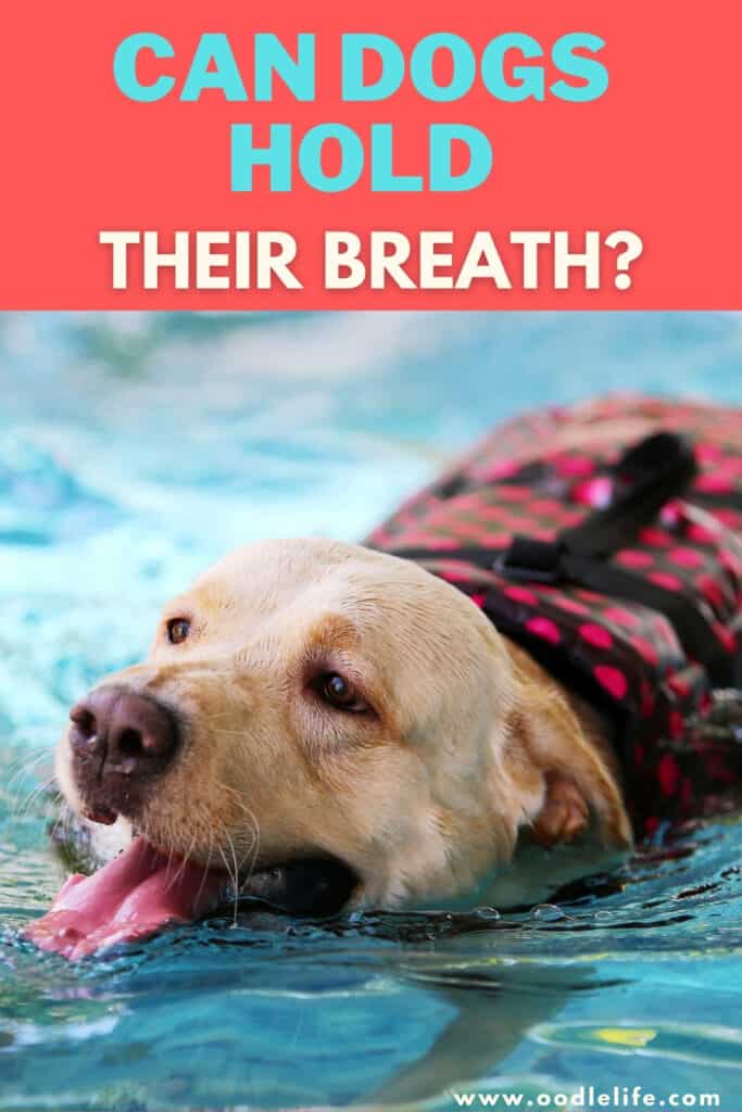 How Long Can Dogs Hold Their Breath Underwater 