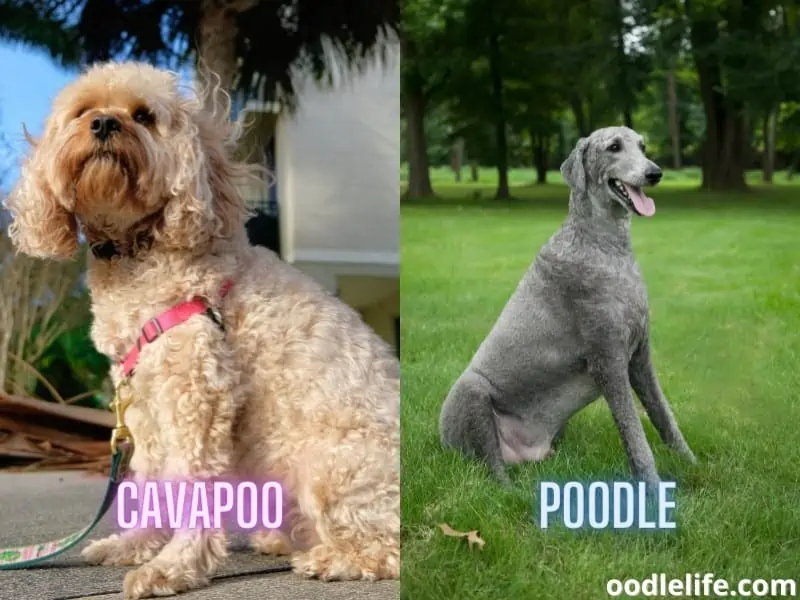 cavapoo and poodle sitting