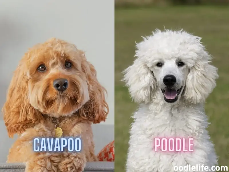 cavapoo and poodle