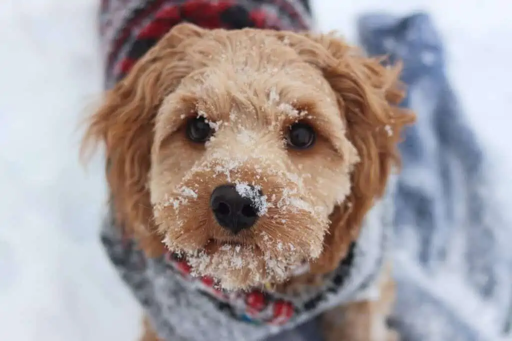 cute cavapoo enjoying snow