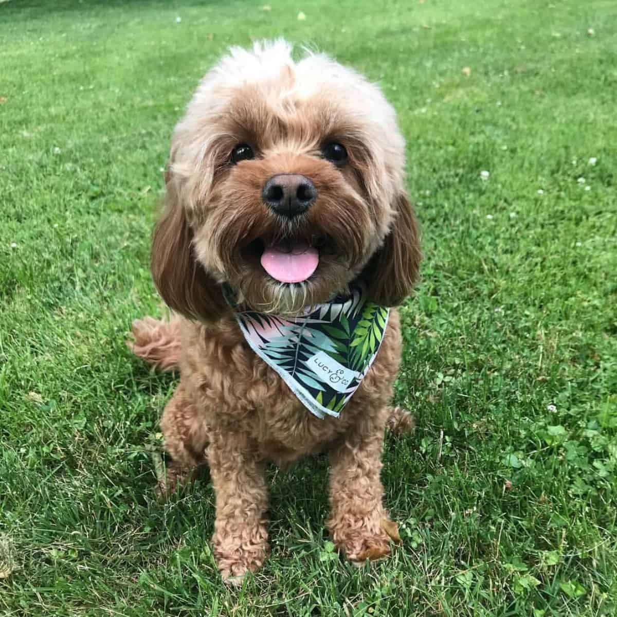 Cavapoo ready for weekend