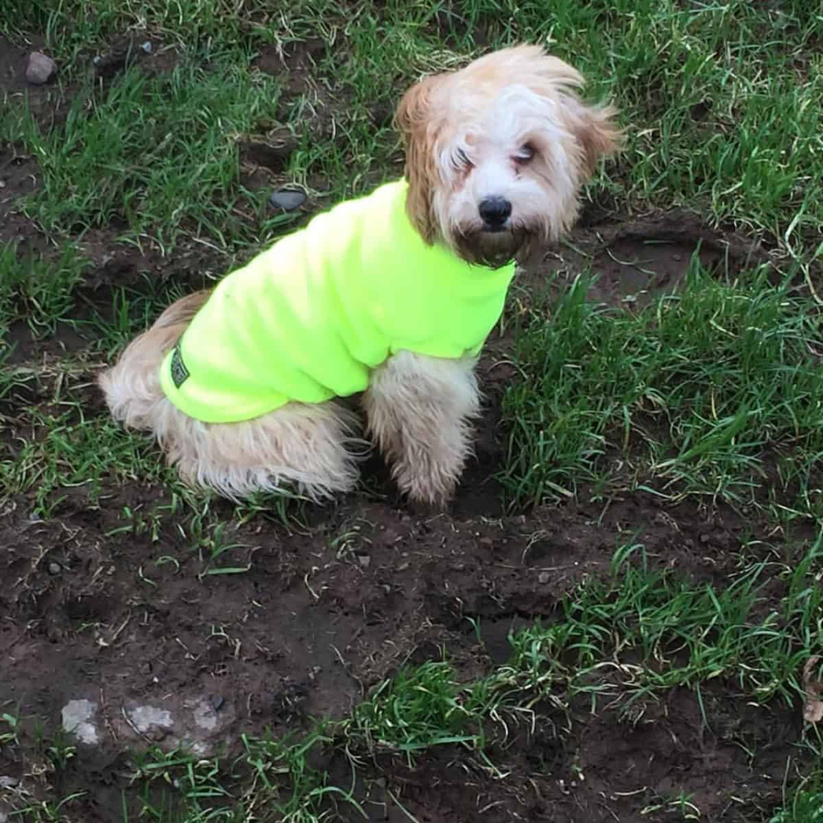 Cavapoo stays in mud