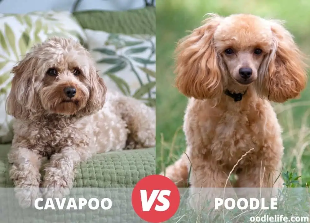 cavapoo vs poodle