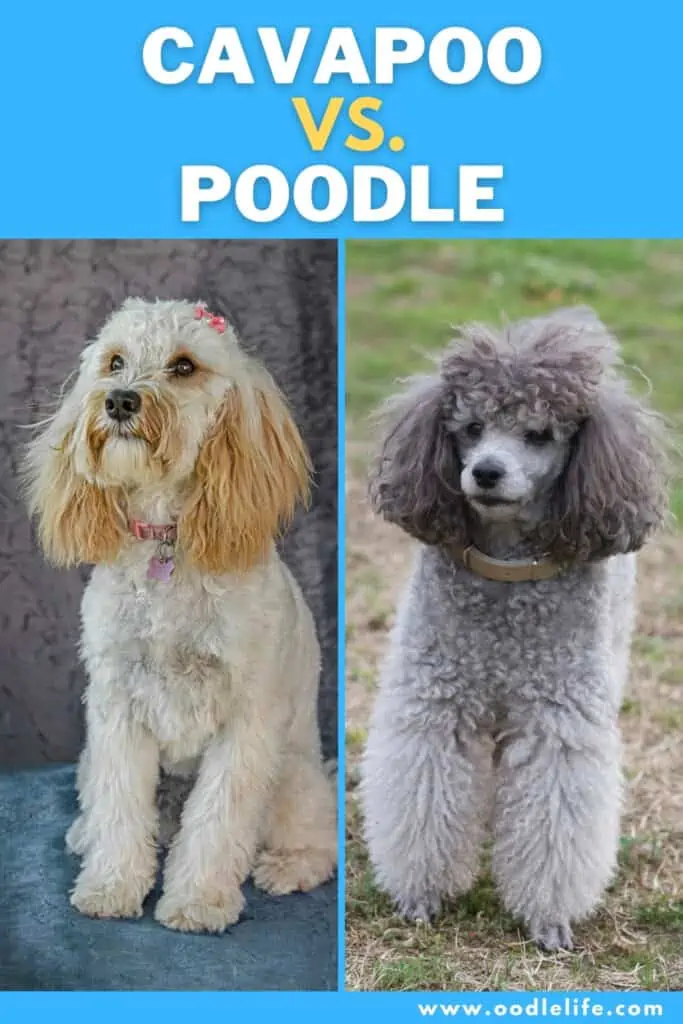 cavapoo vs poodle