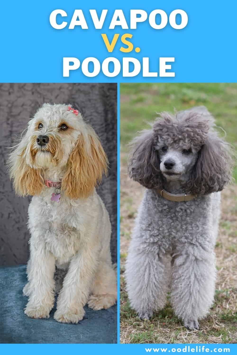 Cavapoo Vs Poodle Breed Comparison [with Photos] - Oodle Life