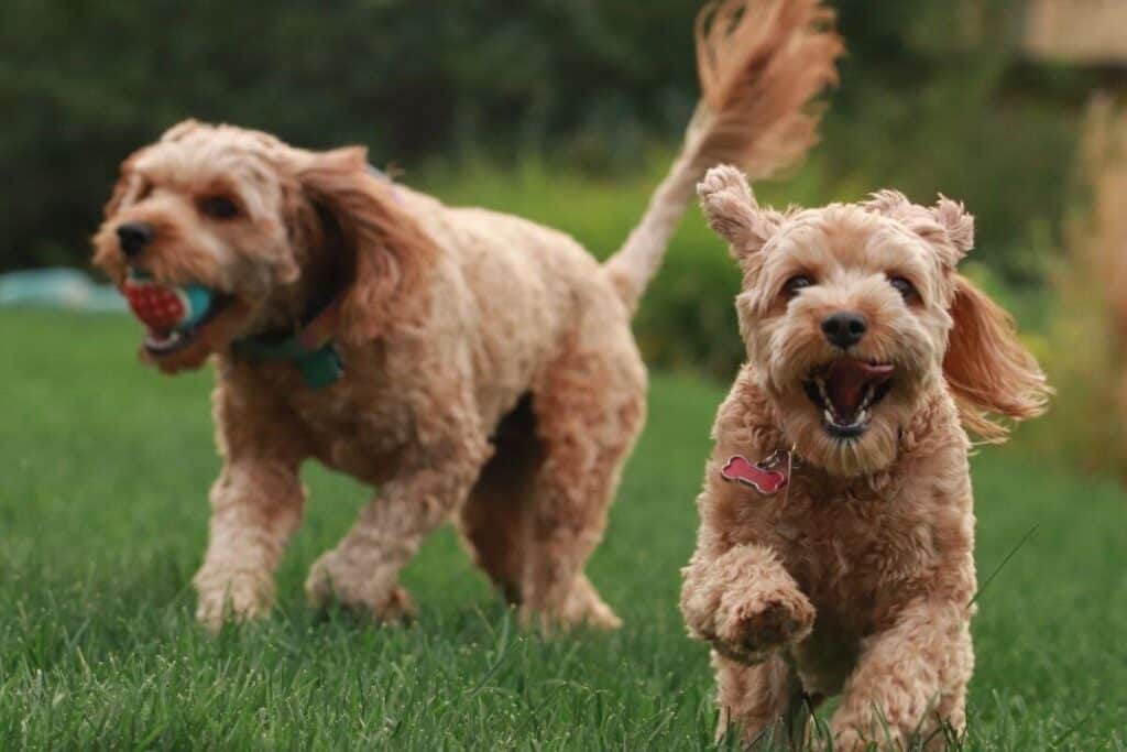 cavapoos playing outside