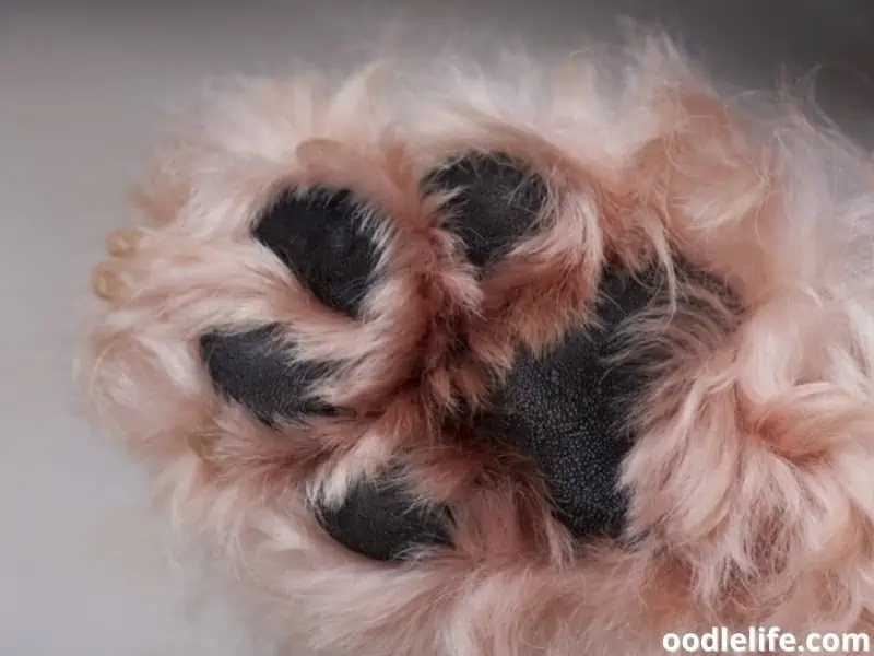 close up dog paw