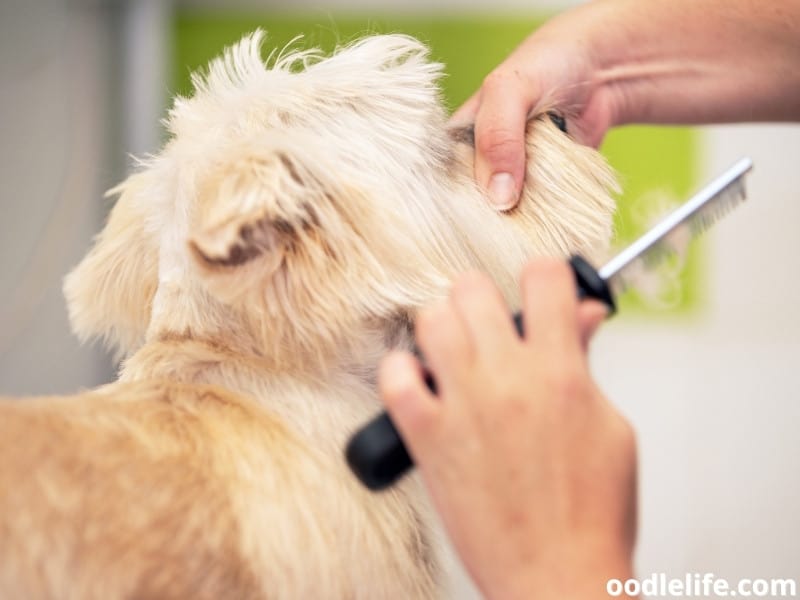 combing dog's hair