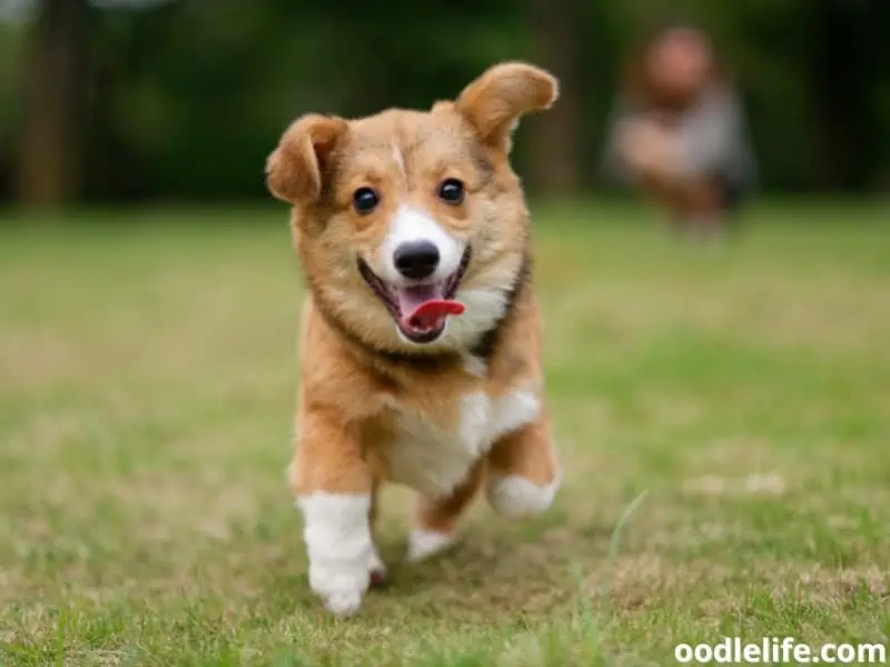 Corgi puppy running