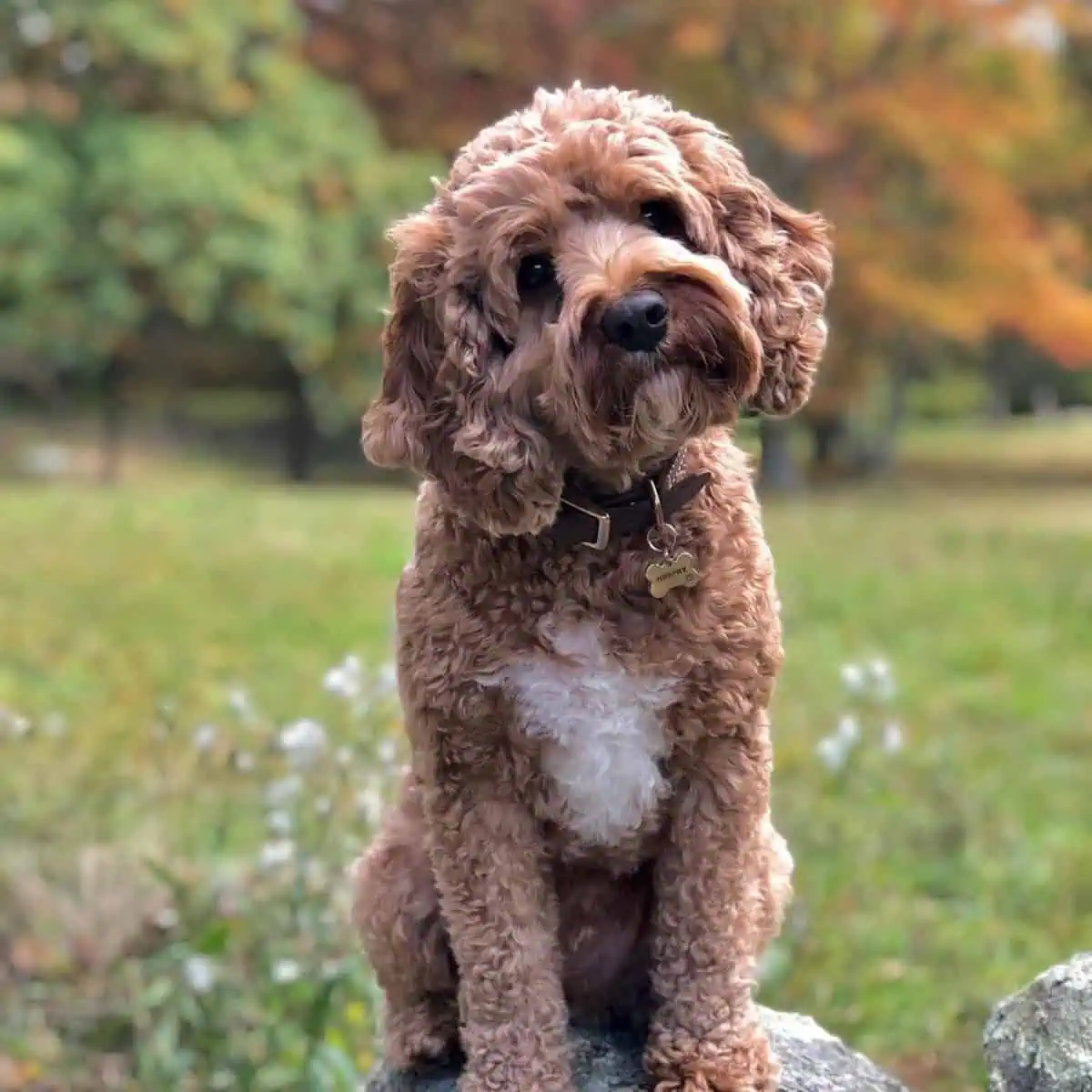 curious Cavapoo on the rock