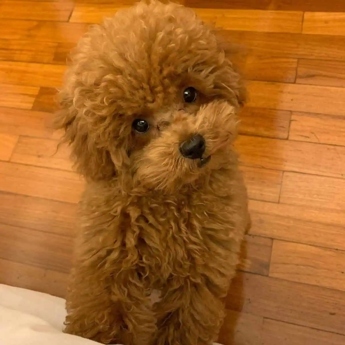 curious Poodle looks at owner