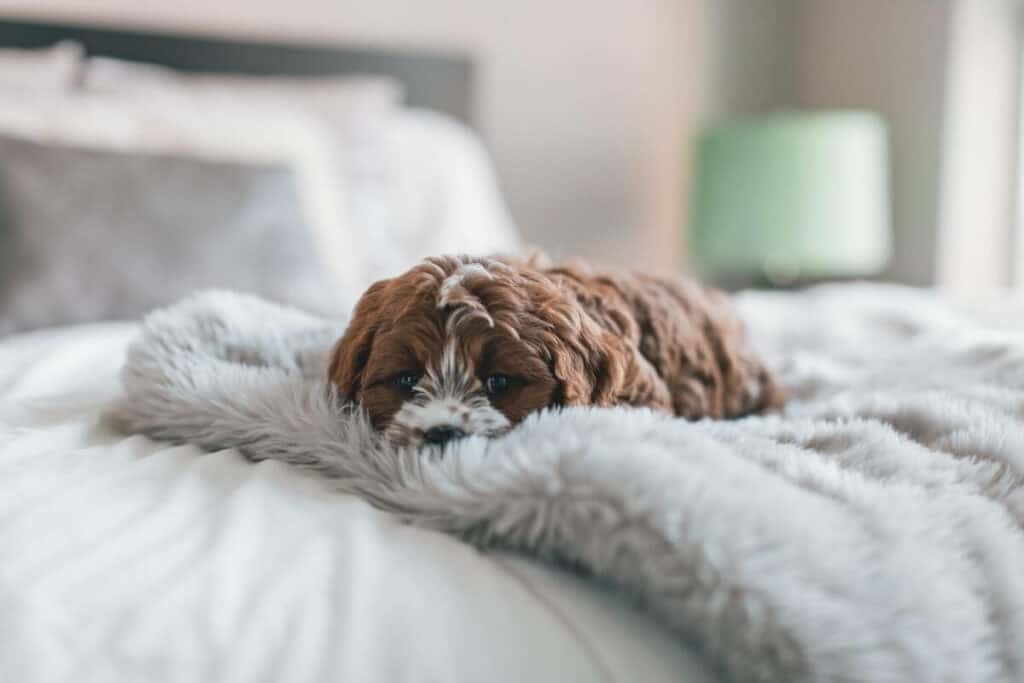 Cute sleepy cavapoo