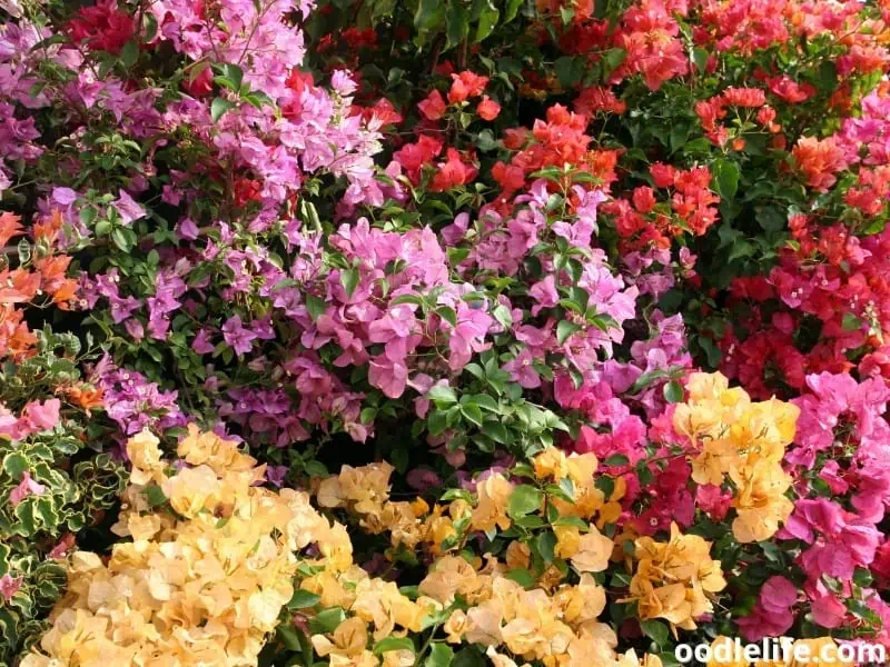 different varieties of bougainvillea