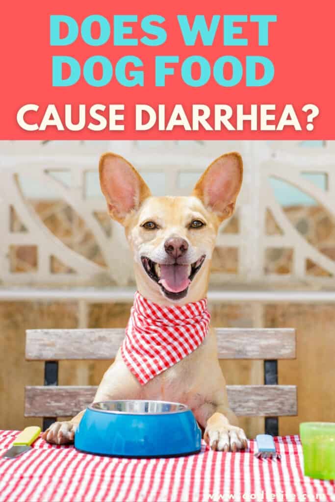 does wet dog food cause diarrhea