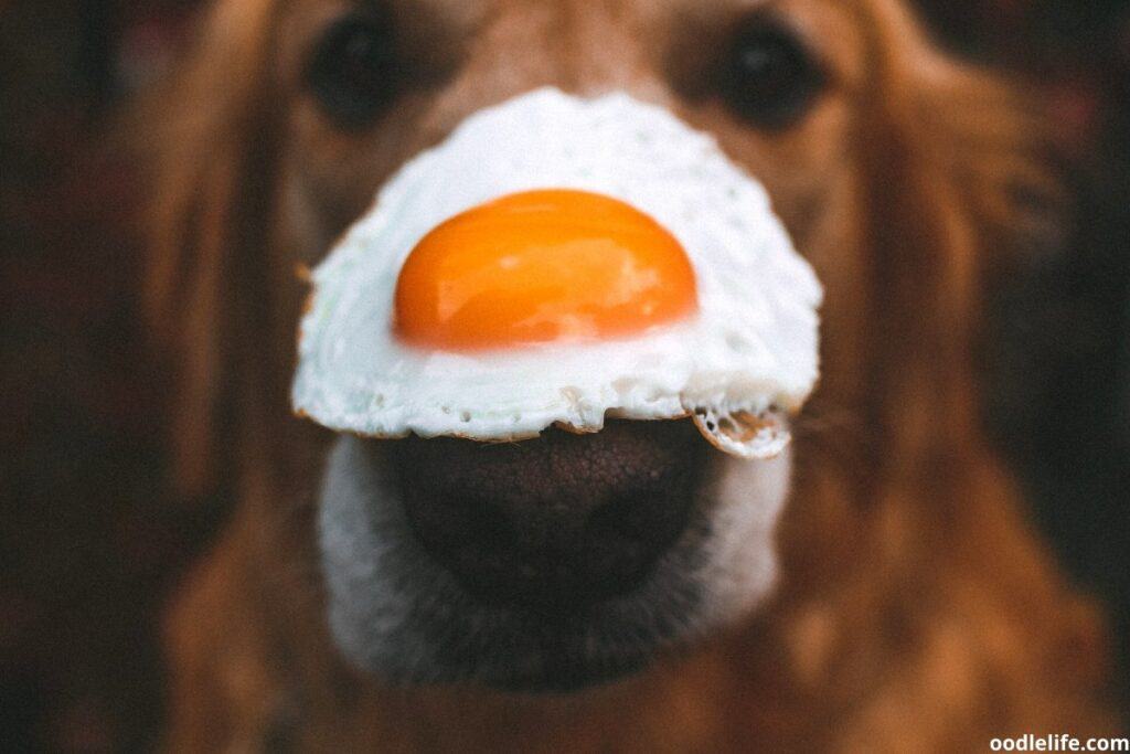 dog balances fried egg on nose
