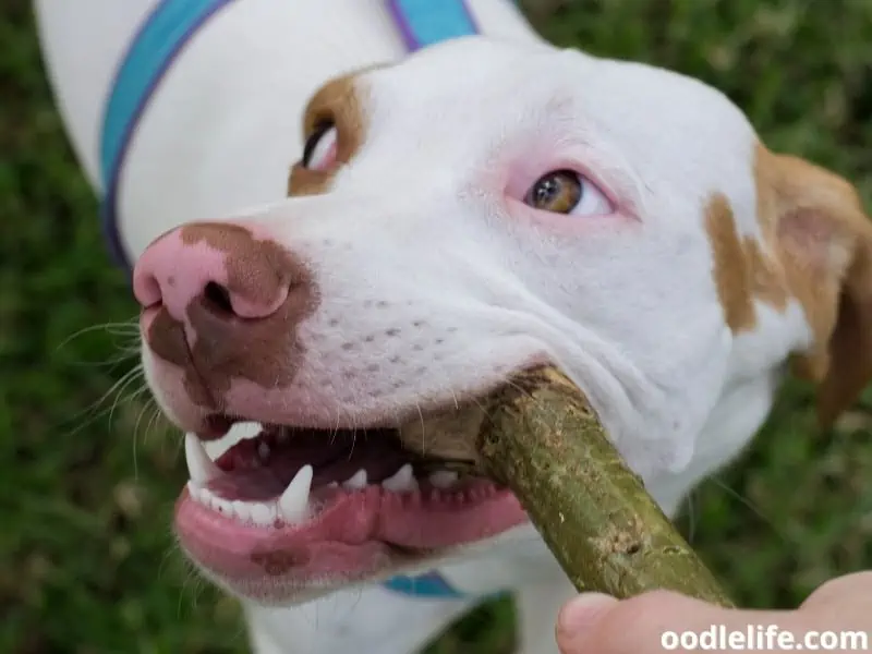 dog biting a stick