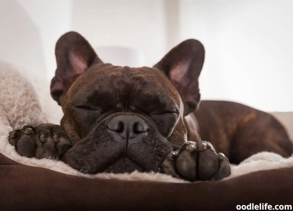 dog breathing hard while sleeping