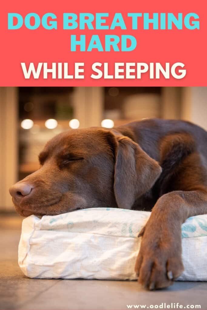 puppy breathing hard while sleeping