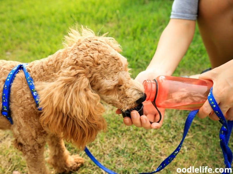 dog drinking water