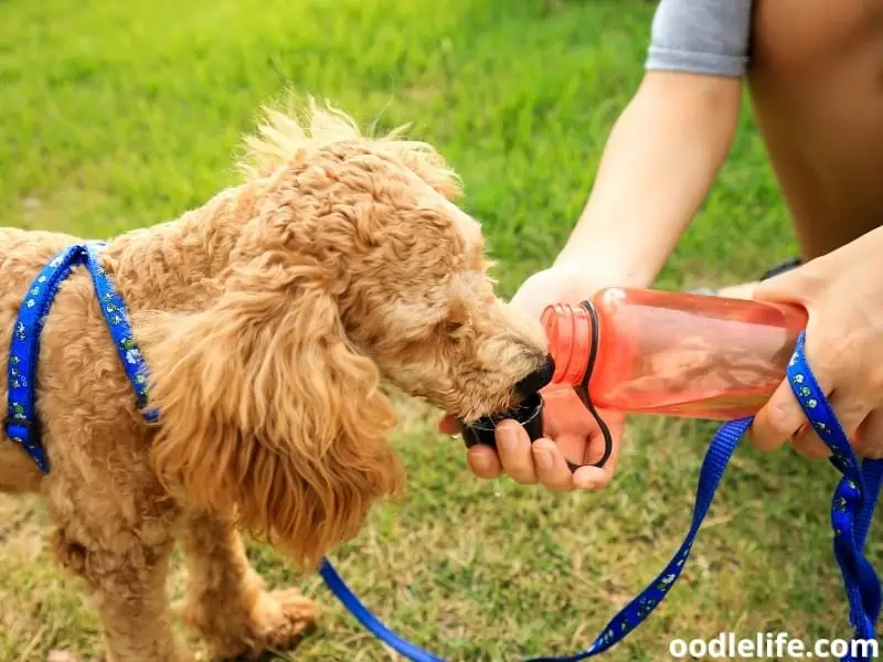 dog drinking water