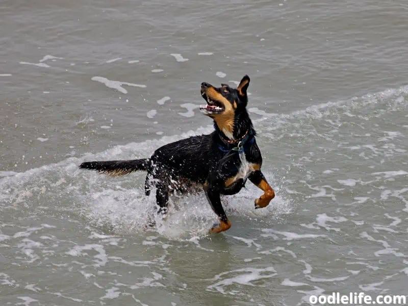 dog enjoys the water