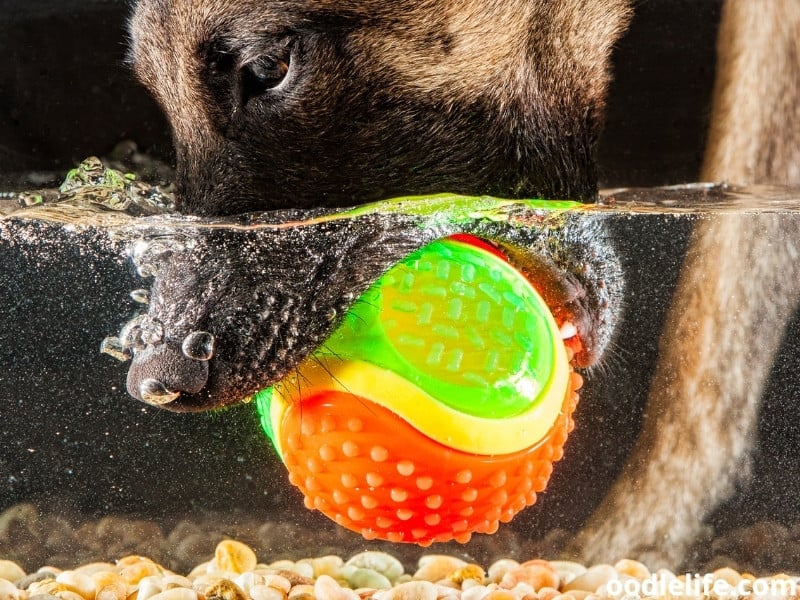 dog grabbing a ball underwater