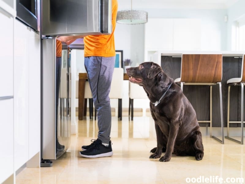 dog in front of refrigerator