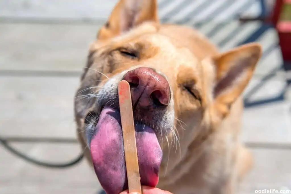 dog licking icecream stick