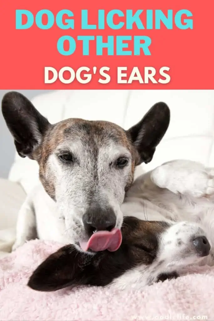 dog licking other dogs ears