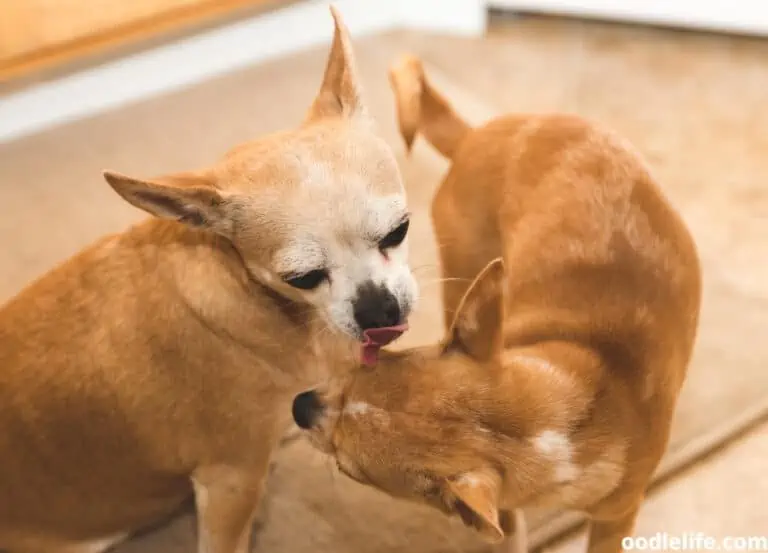 Dog Licking Other Dogs Ears (6 Reasons Why)