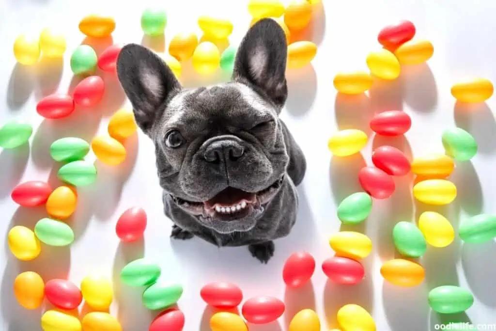 pug looks up at camera surrounded by treats