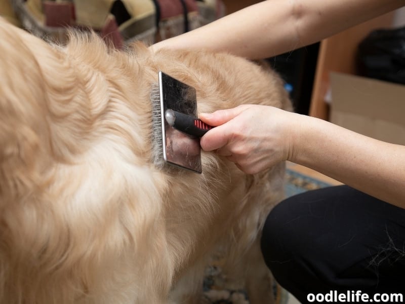 dog owner combs pet