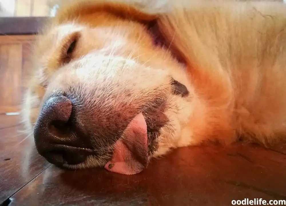 dog sleeping with tongue out