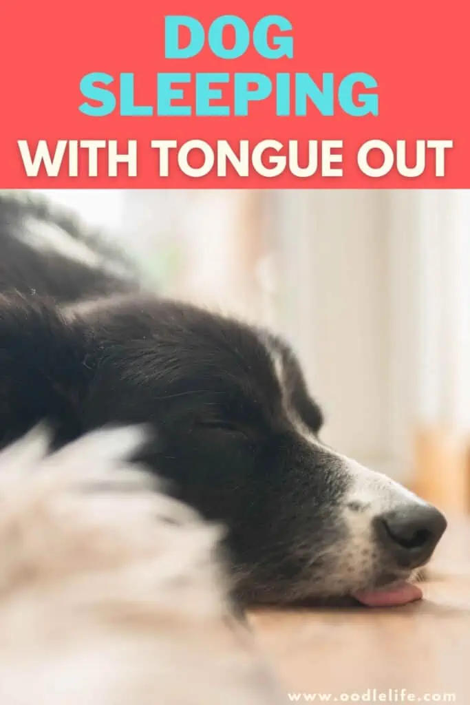 dog sleeping with tongue out