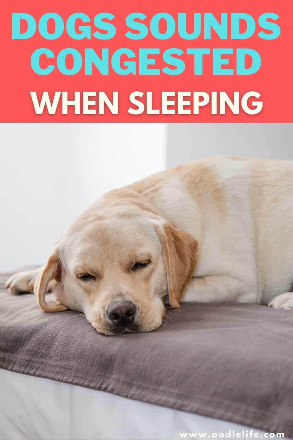 Dog Sounds Congested When Sleeping [Help!] Oodle Life
