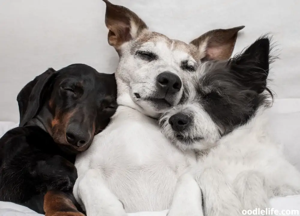 dog sounds congested when sleeping