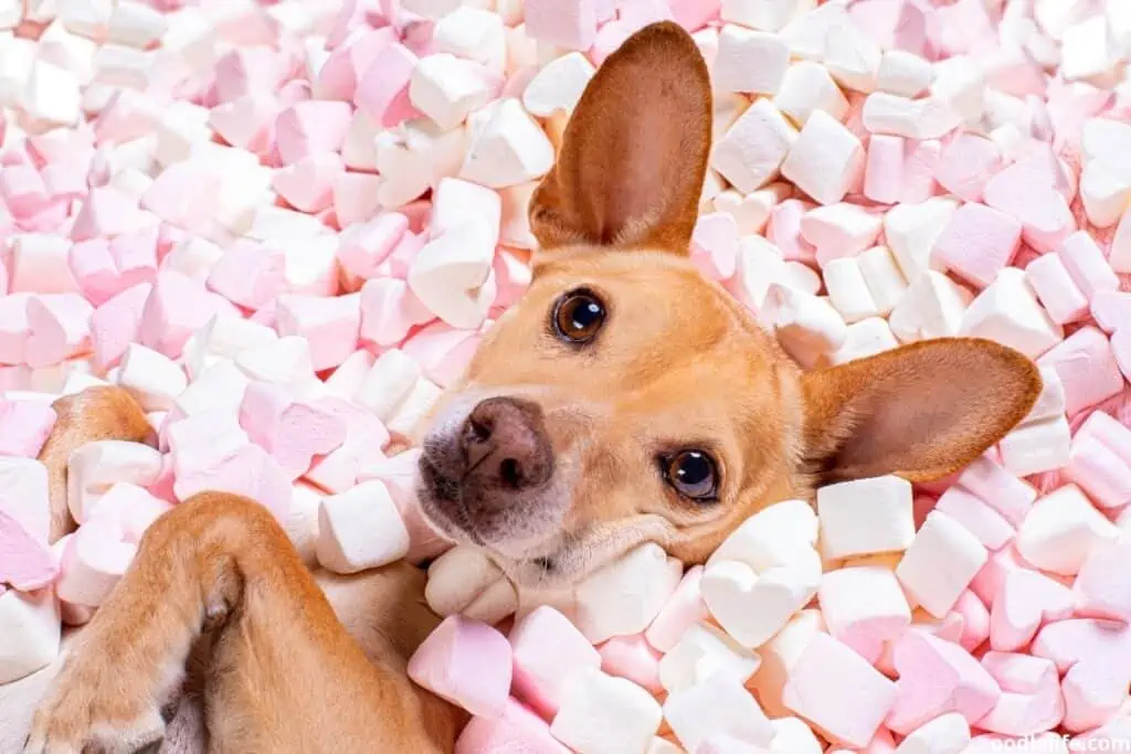 dog in a bed of marshmellow