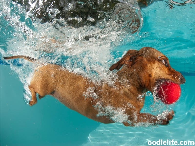 dog with red ball underwater